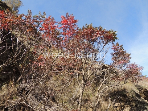 sumac, smooth